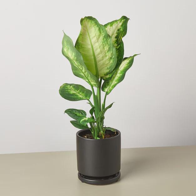 Dieffenbachia Camille Indoor Plants 3" Pot / Nursery Pot Austin Jungle Co.