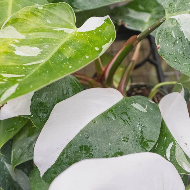 Philodendron 'White Princess' Indoor Plants 2" Pot Austin Jungle Co.