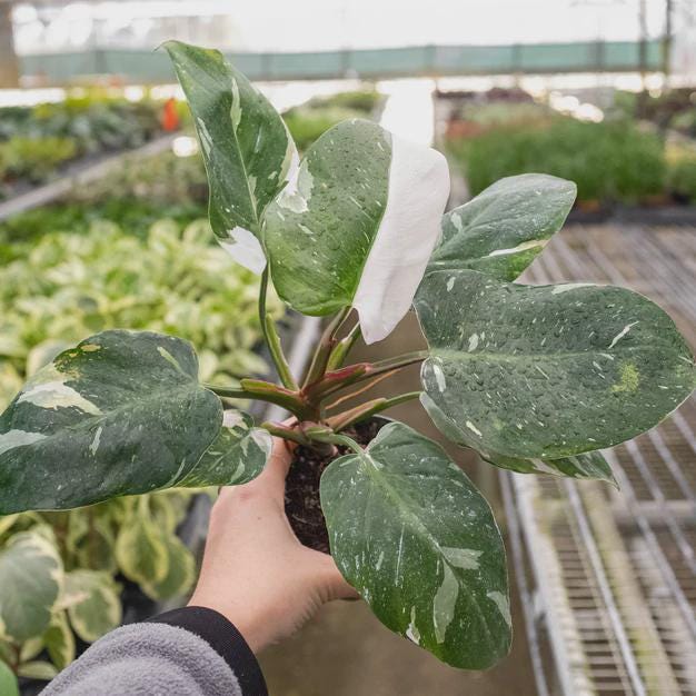 Philodendron 'White Princess' Indoor Plants 2" Pot Austin Jungle Co.