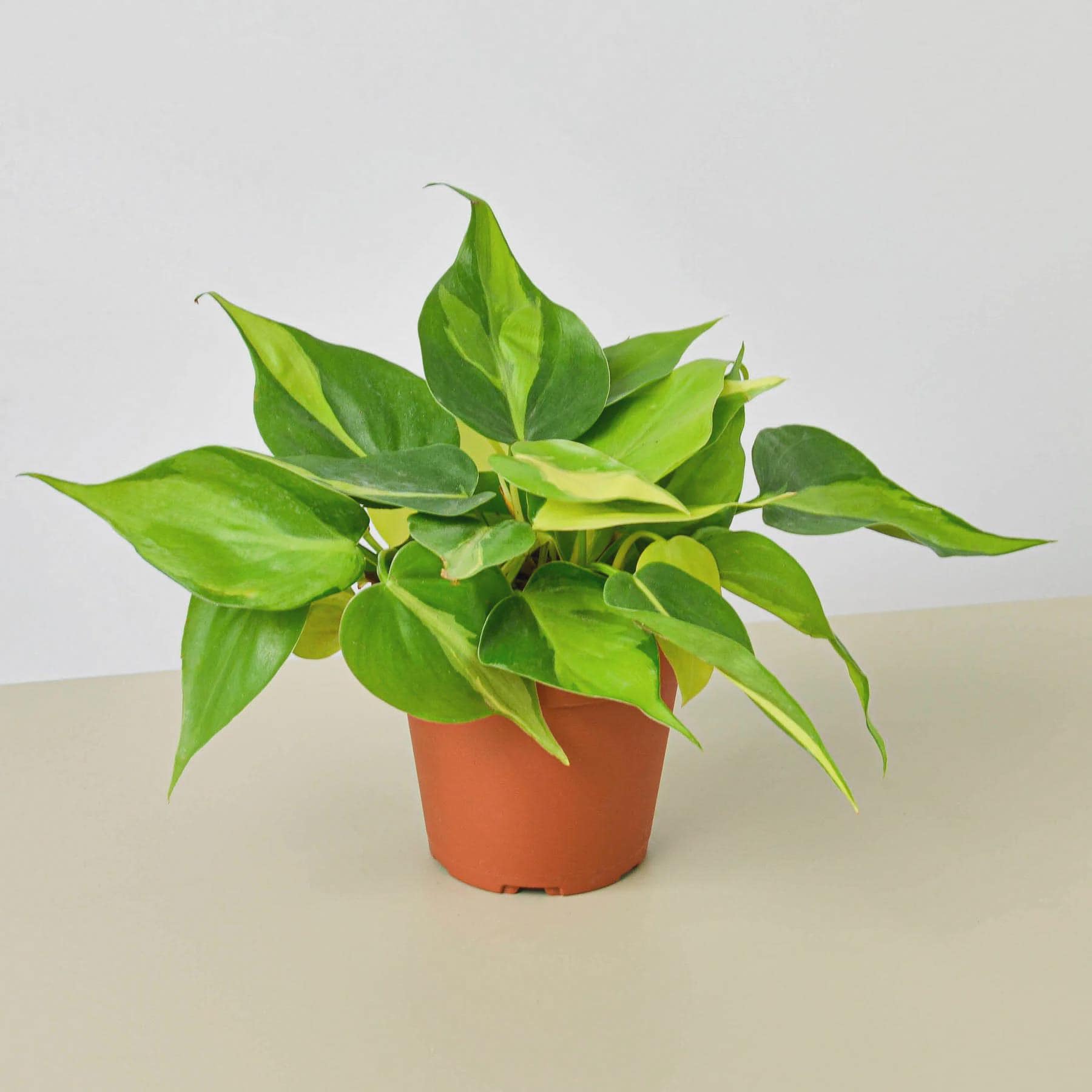 Philodendron 'Brasil' Indoor Plants 4" Pot / Nursery Pot Austin Jungle Co.