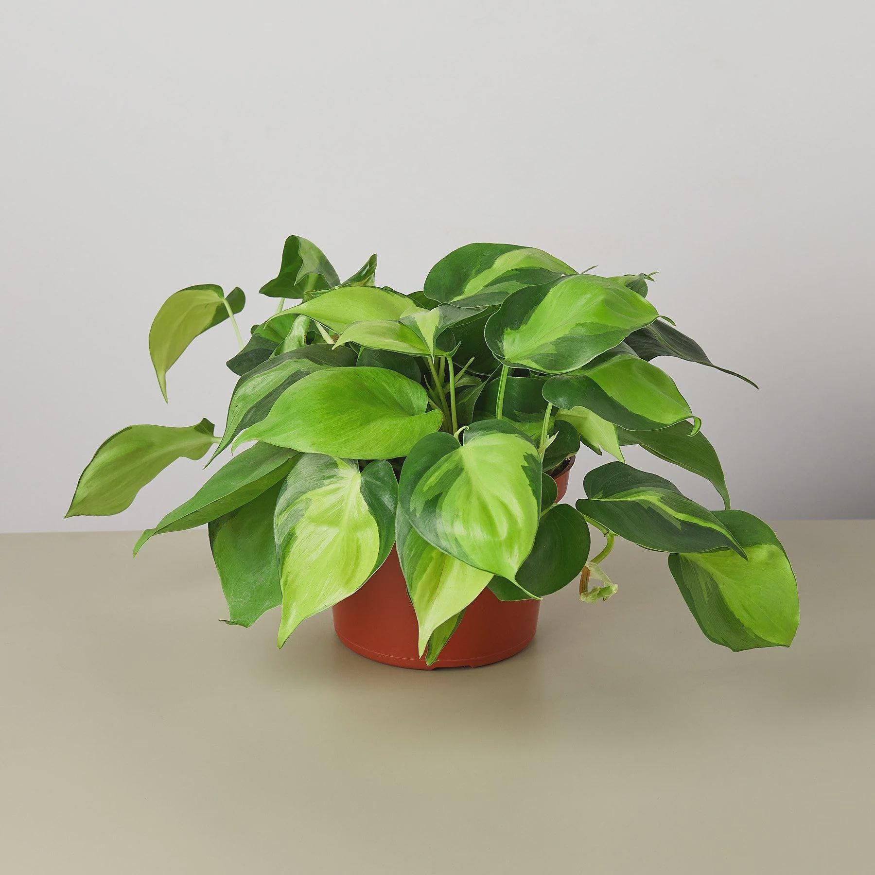 Philodendron 'Brasil' Indoor Plants 6" Pot / Nursery Pot Austin Jungle Co.