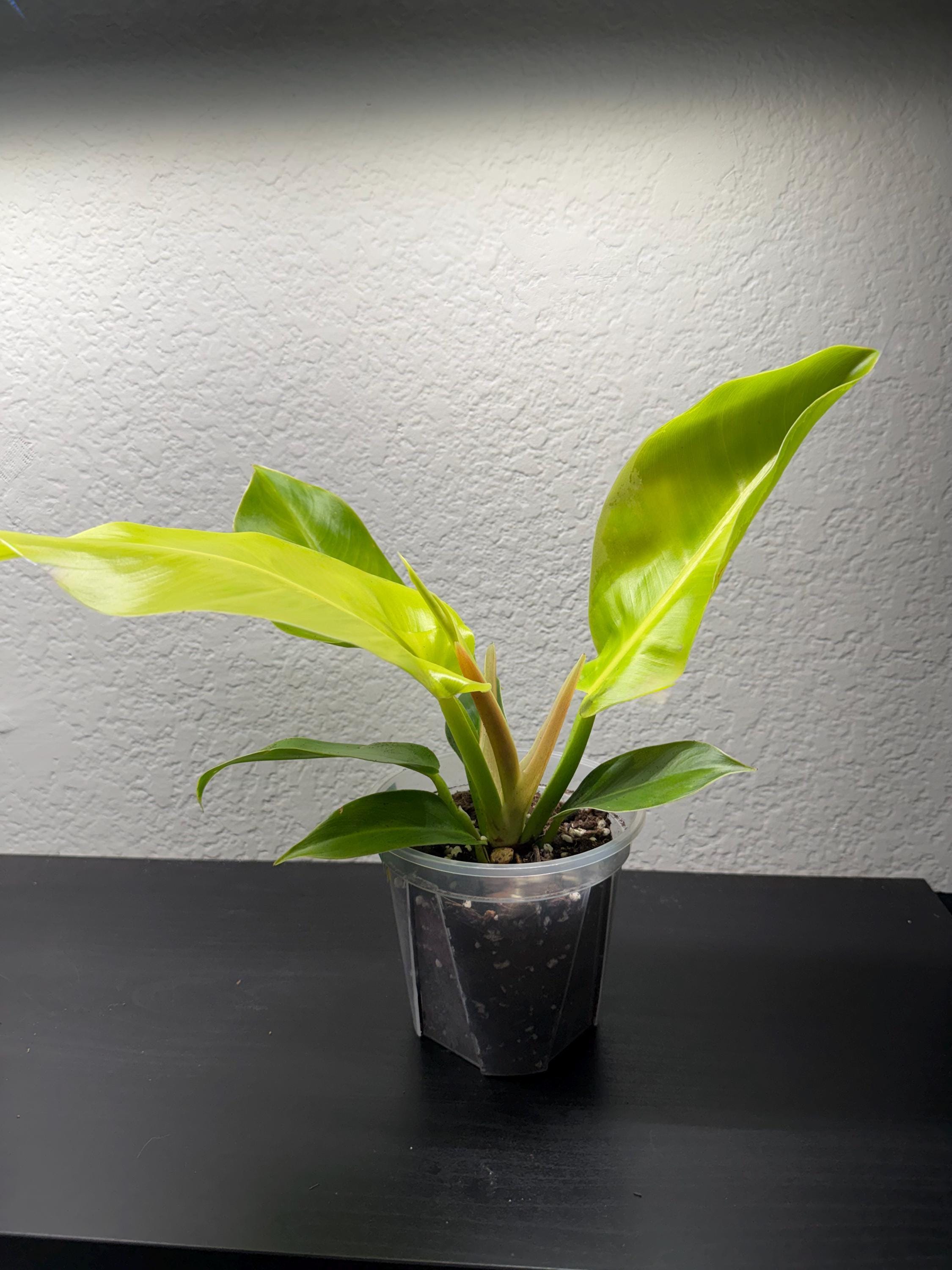 Philodendron 'Moonlight'