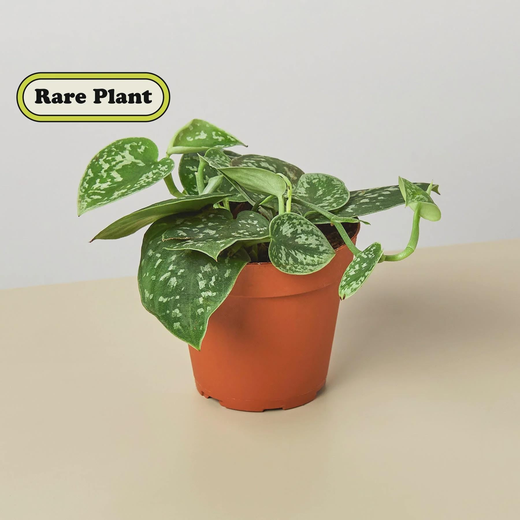 Pothos 'Satin' Indoor Plants 4" Pot / Nursery Pot Austin Jungle Co.