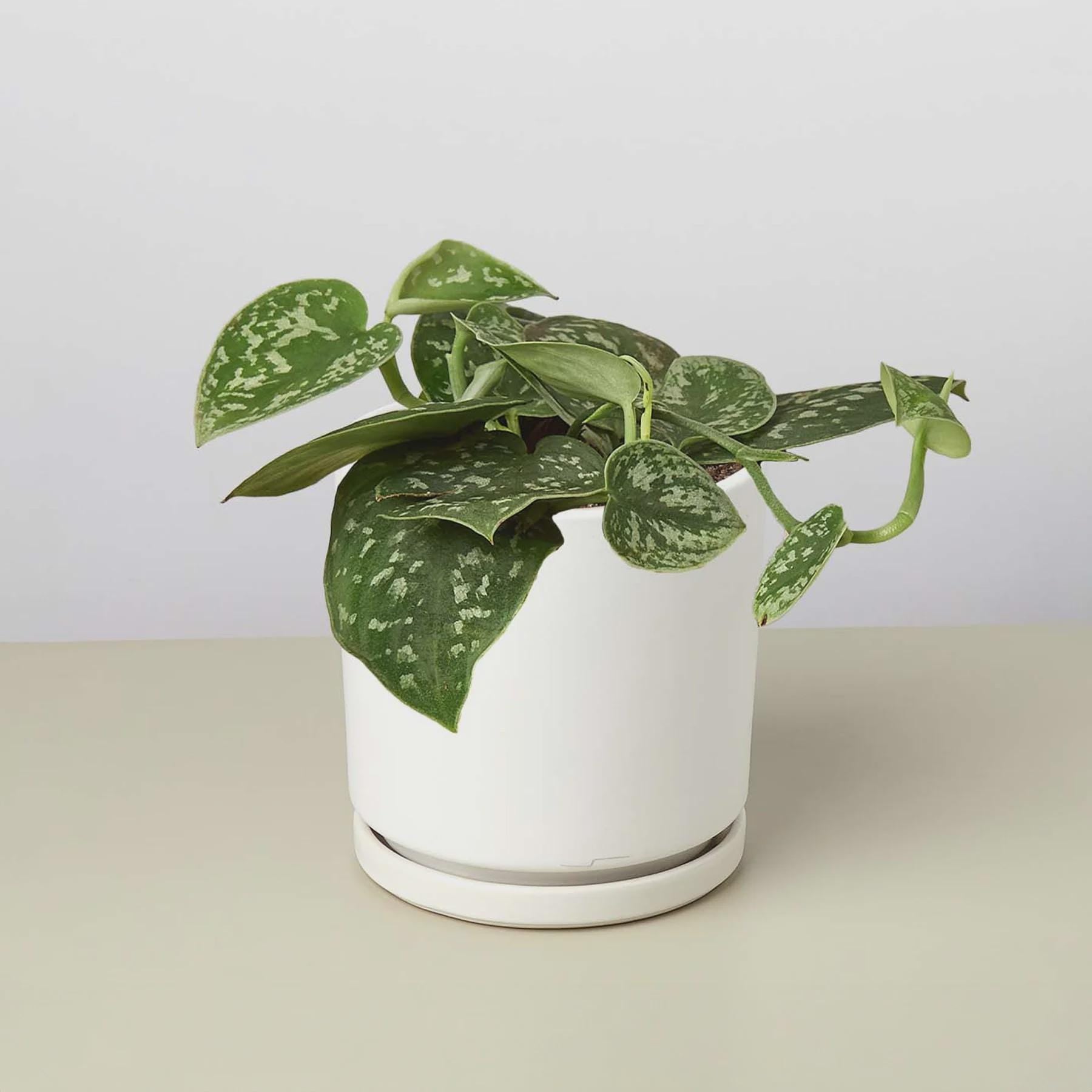 Pothos 'Satin' Indoor Plants 3" Pot / Nursery Pot Austin Jungle Co.
