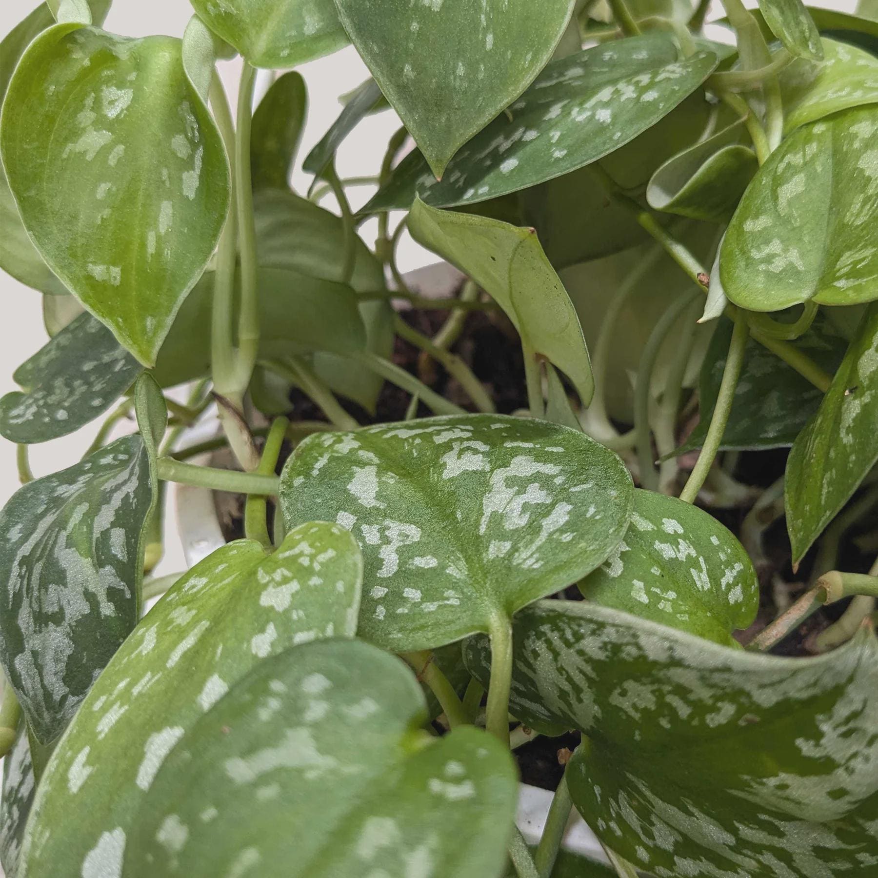 Pothos 'Satin' Indoor Plants 3" Pot / Nursery Pot Austin Jungle Co.