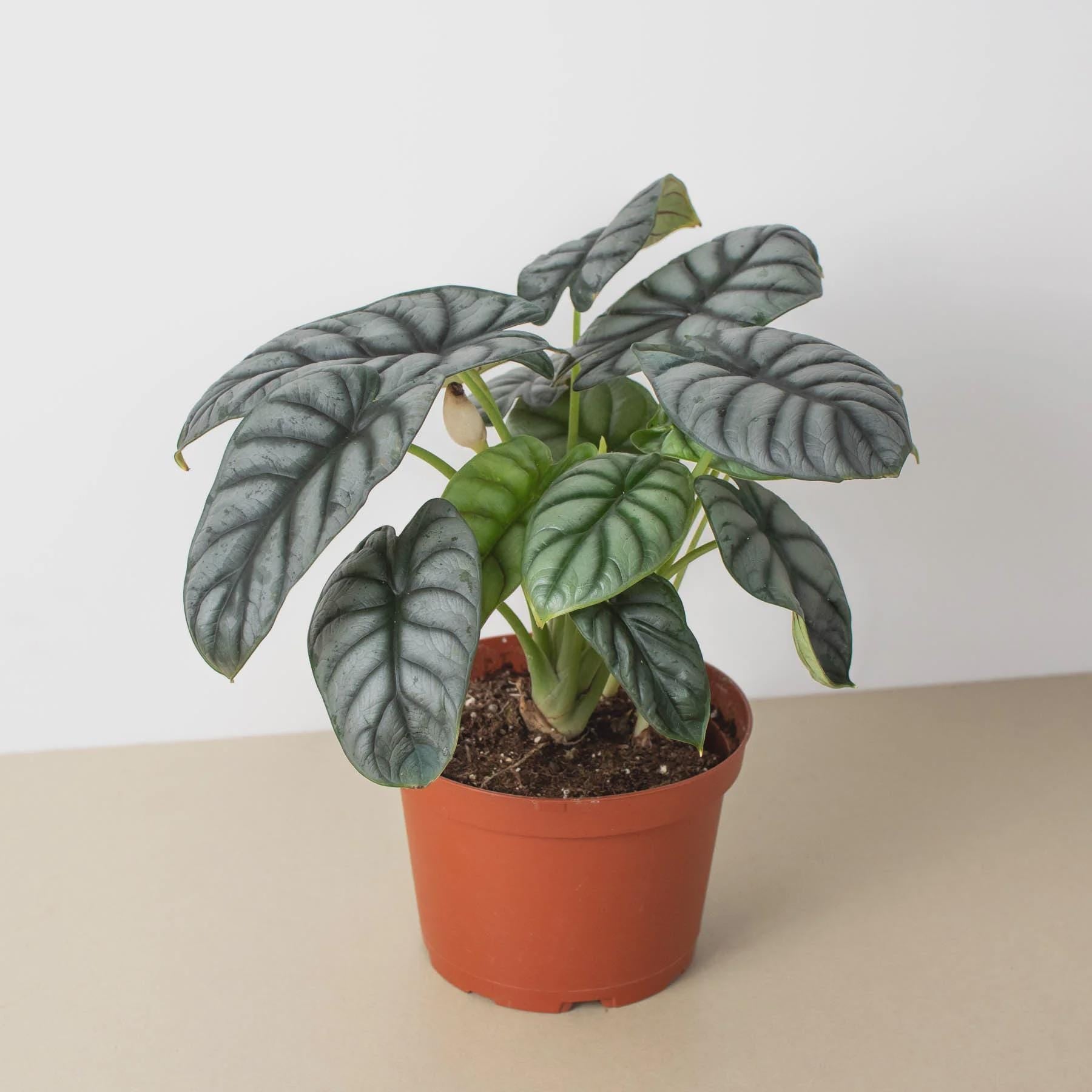 Alocasia Silver Dragon Indoor Plants 6" Pot Austin Jungle Co.