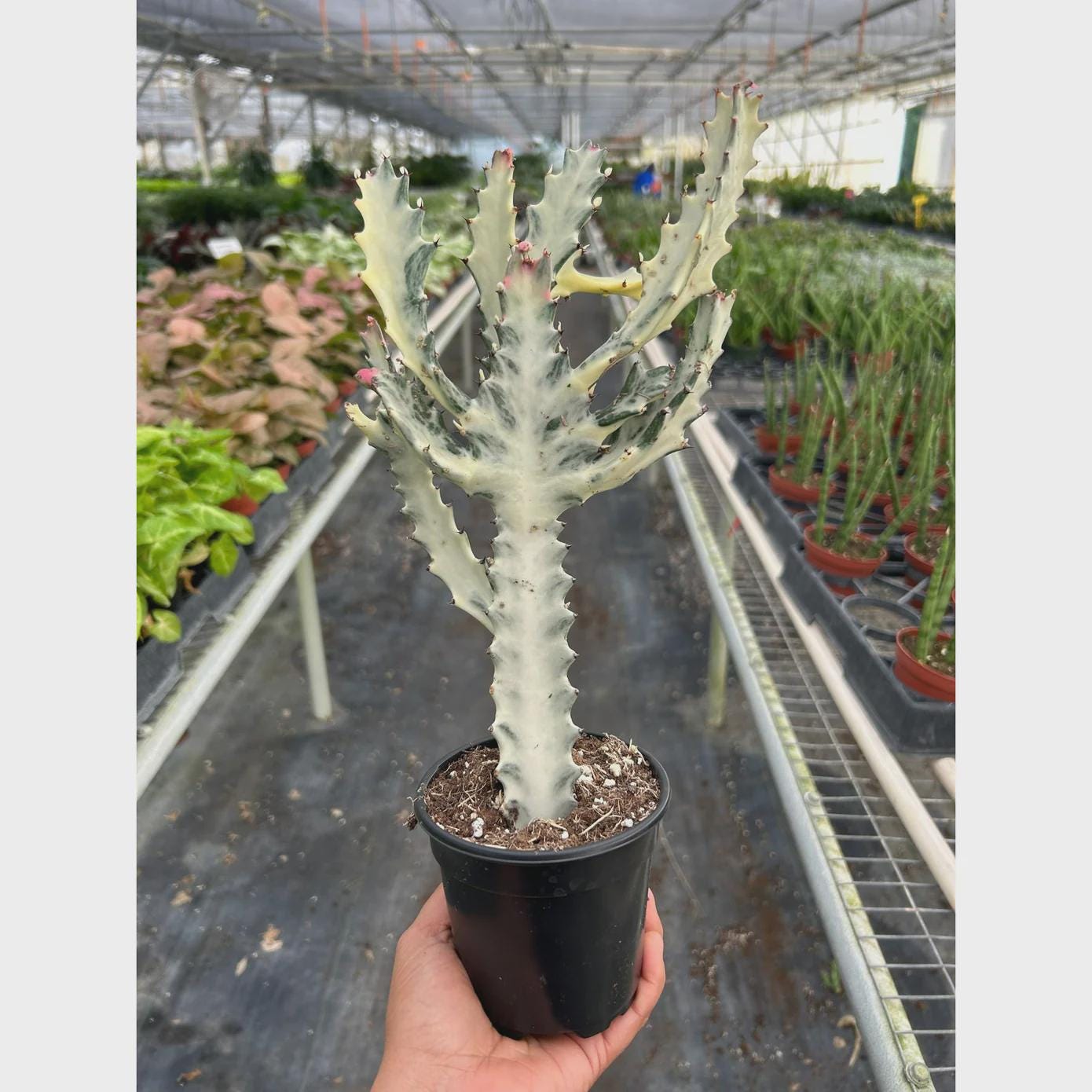 Succulent Euphorbia 'Dragon Bone'