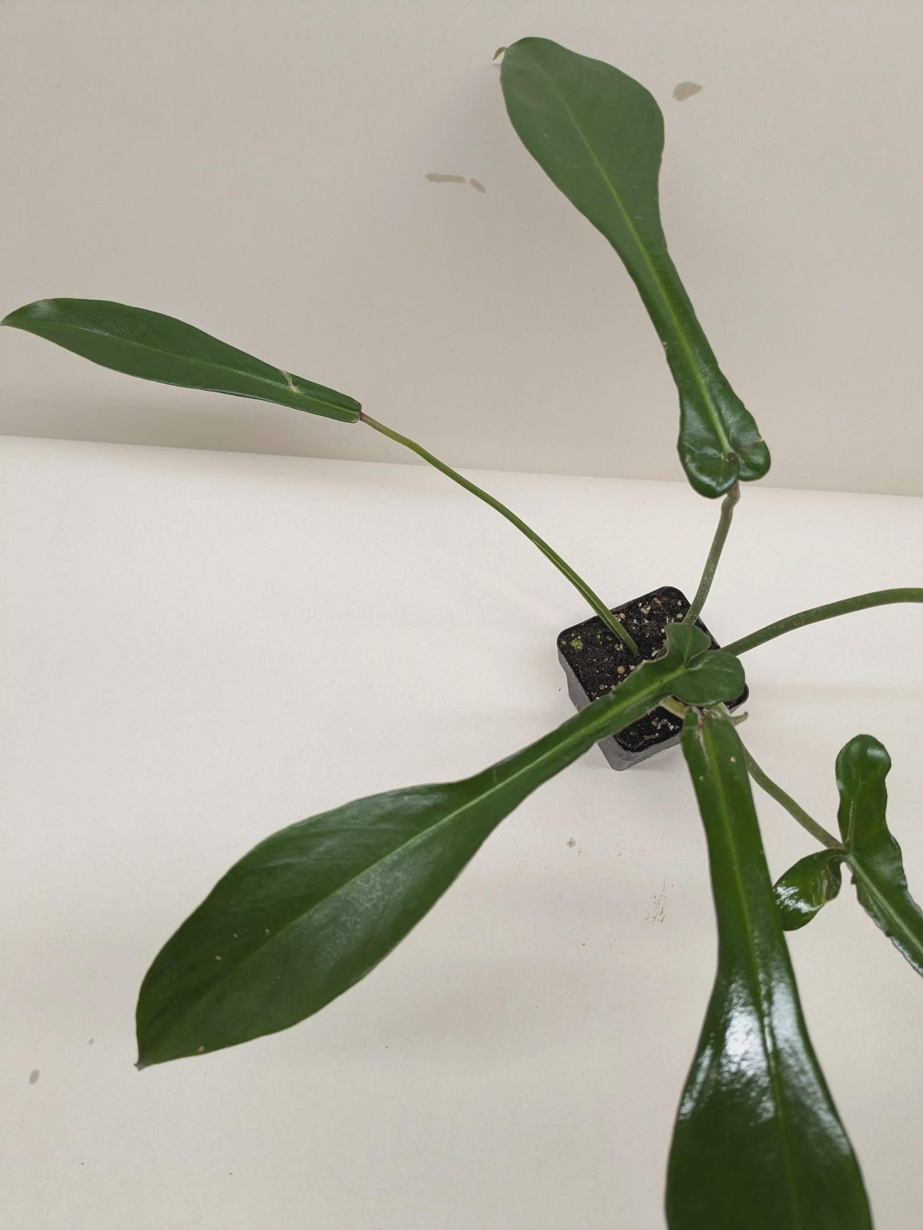 Philodendron 'Joepii'