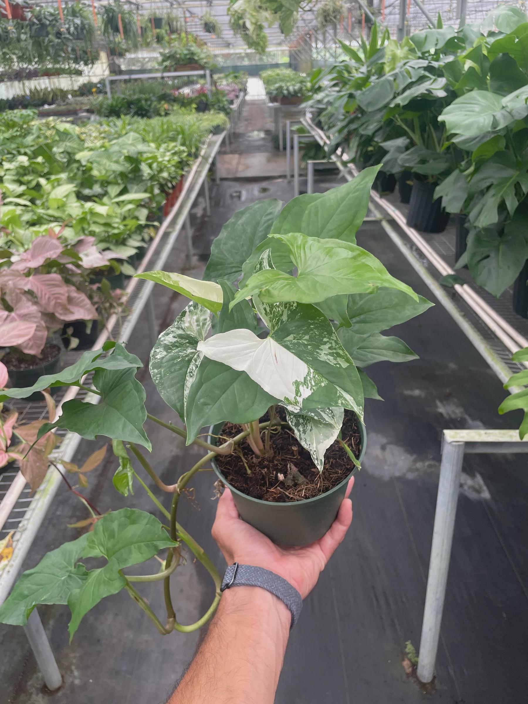 Syngonium 'Albo Variegata'