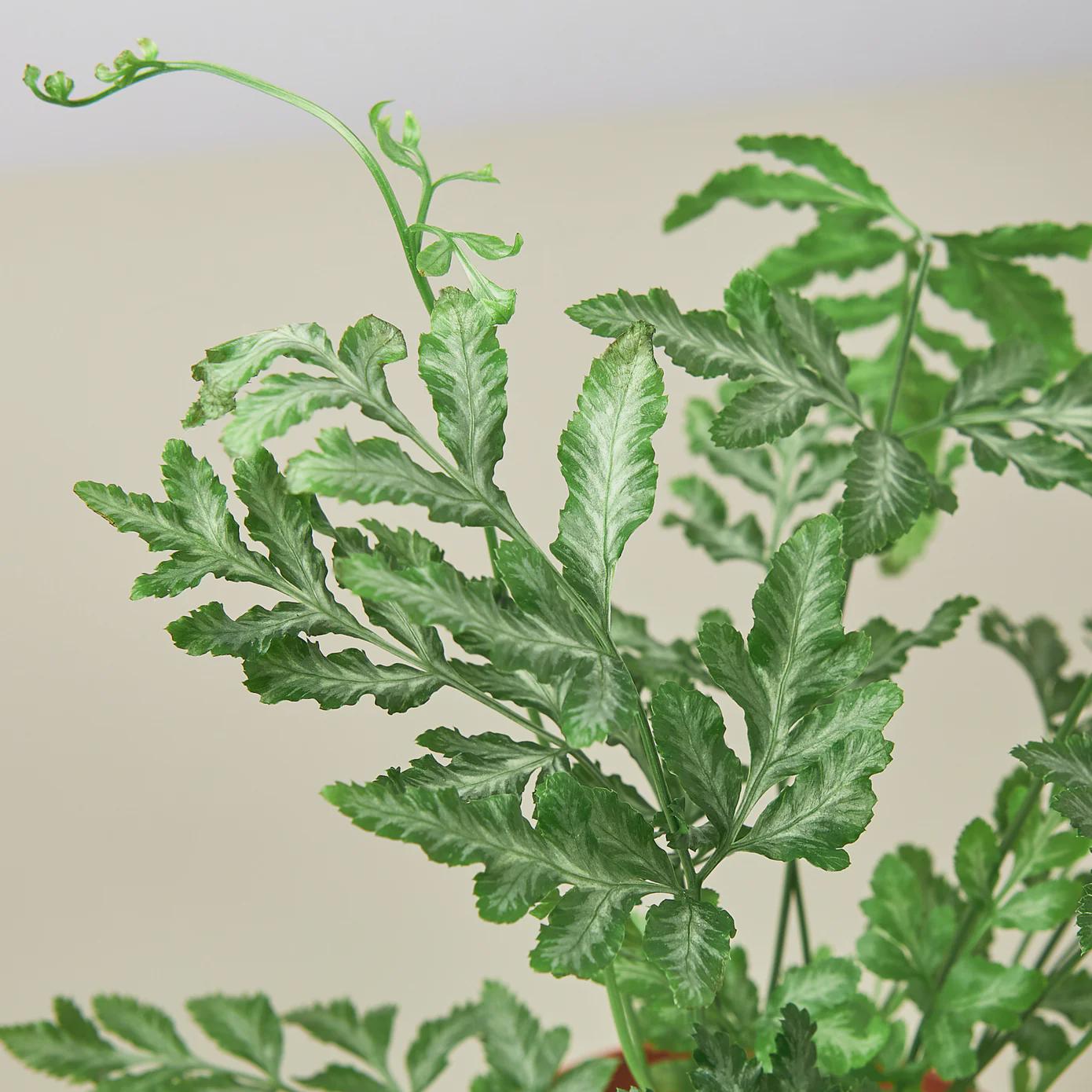 Fern 'Silver Lace'