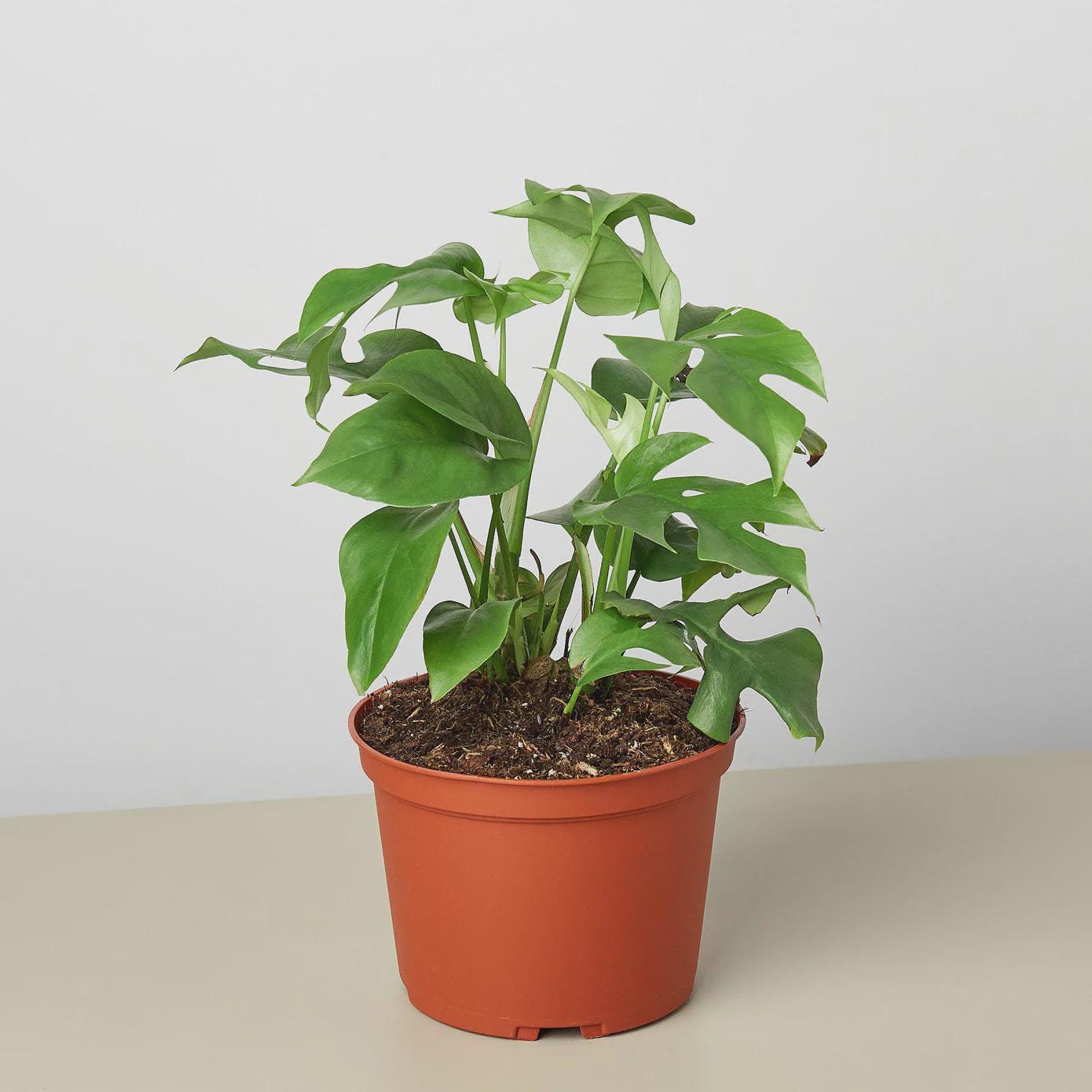 Mini Monstera - Rhaphidophora Tetrasperma