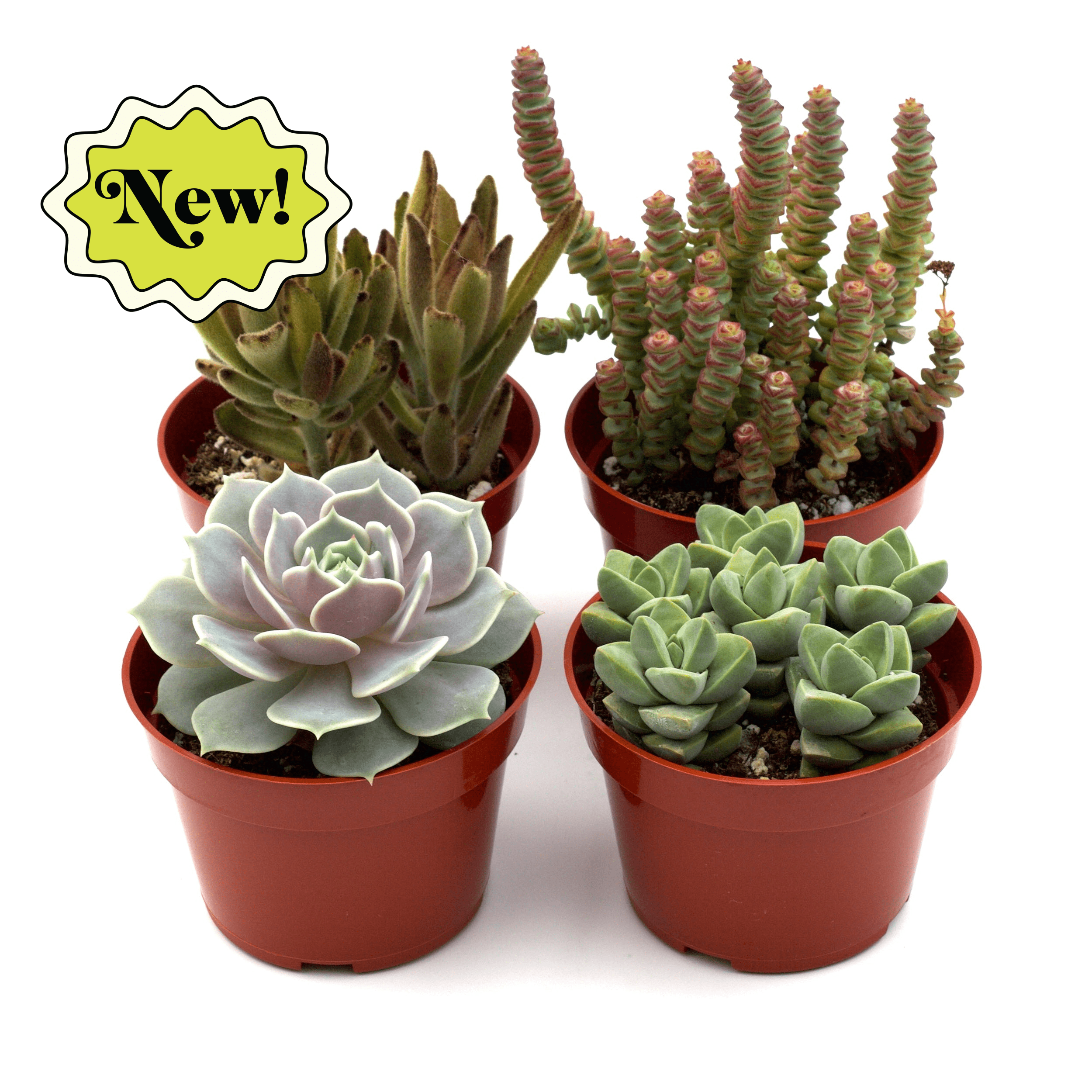 Assorted Succulent Variety 4 Pack Austin Jungle Co.