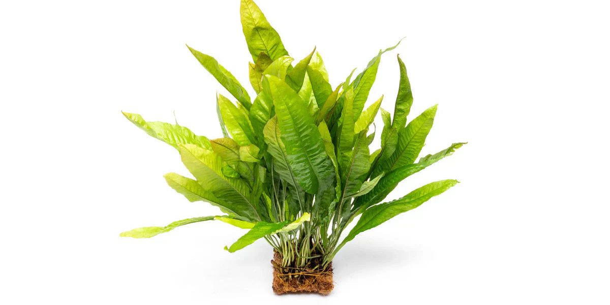 Microsorum Pteropus Java Fern Mat - L Default Title Austin Jungle Co.