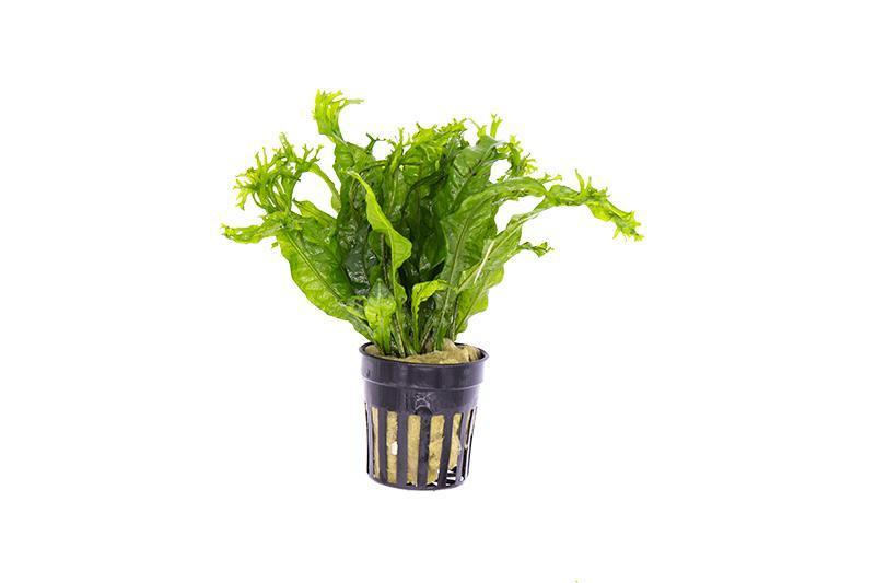 Java Fern 'Windelov' (Microsorum pteropus) Default Title Austin Jungle Co.