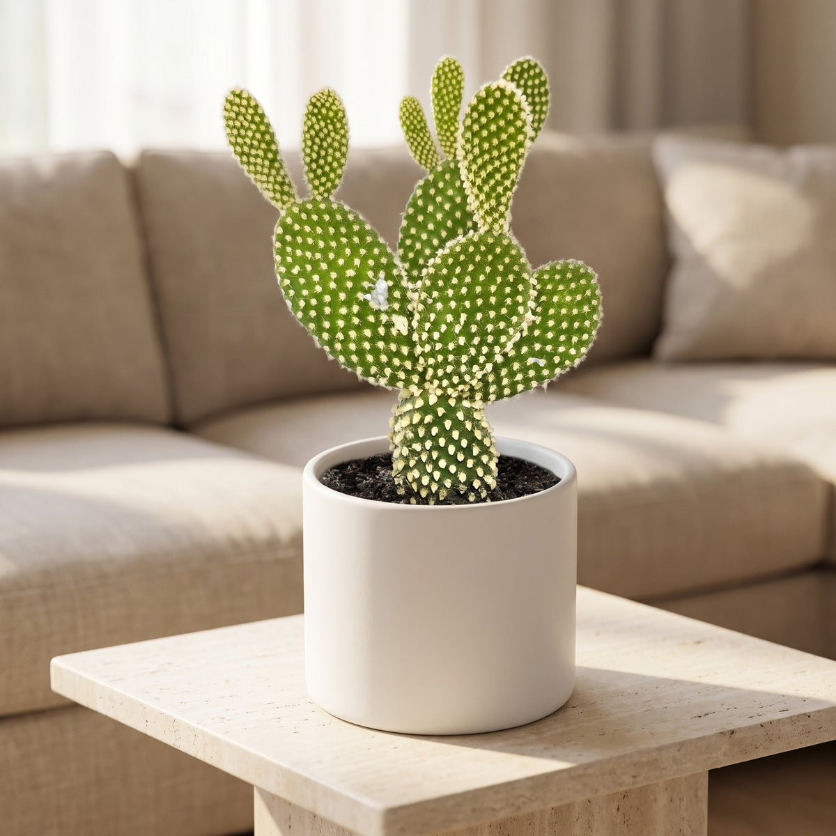 Opuntia 'Microdasys' (Bunny Ear Cactus) in a white ceramic pot