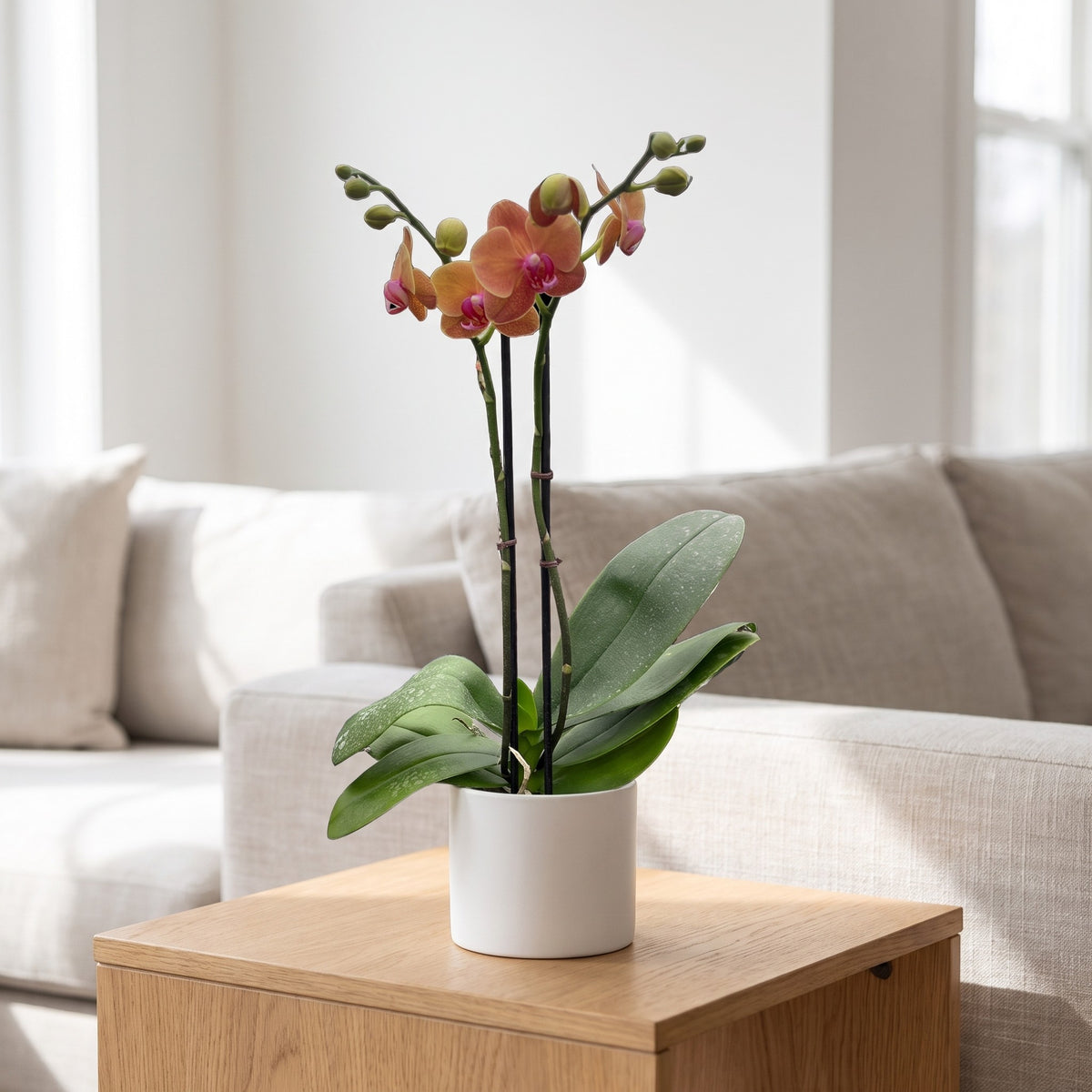 Orchid 'Orange Phalaenopsis' shown in a white ceramic pot (pot not included)